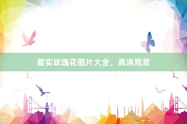 着实玫瑰花图片大全，高清观赏